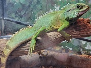 インドシナウォータードラゴン