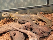 エジプトトゲオアガマ