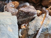 エリマキトカゲ