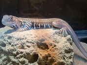 オオバタフライアガマ