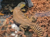 ゲーリートゲオアガマ