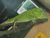 ドリアモリドラゴン