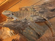 フトアゴヒゲトカゲ