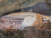 ハイチギャリワスプ