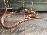 ヨーロッパアシナシトカゲ（バルカンヘビガタトカゲ）