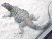 ウミベイワバトカゲ