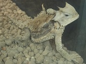 オオツノトカゲ