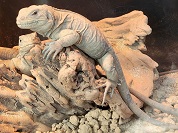 ガラパゴスリクイグアナ