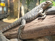 キューバイグアナ