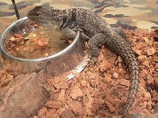 キュビエブキオトカゲ