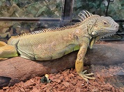 グリーンイグアナ