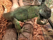 グリーンイグアナ（アザンティック）