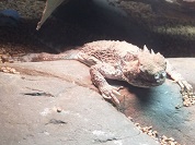 サバクツノトカゲ