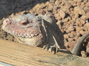 サンサルバドルツチイグアナ