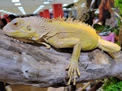 サンセットアルビノイグアナ