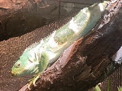 タテガミフィジーイグアナ
