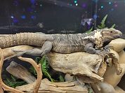 パンダトゲオイグアナ