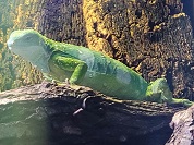 ヒロオビフィジーイグアナ