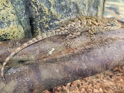 マカライトハリトカゲ