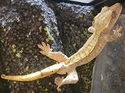 オウカンミカドヤモリ（クレステッドゲッコー）