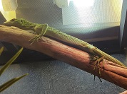 アオホソオオトカゲ（コバルトツリーモニター）