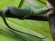 コルデンシスツリーモニター（オリーブツリーモニター）