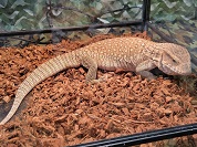 サバンナオオトカゲ