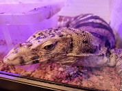 サルファモニター