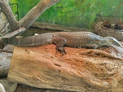 ナイルオオトカゲ