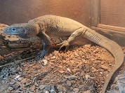 ニシナイルオオトカゲ