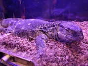 ノドグロオオトカゲ（アフリカンロックモニター）