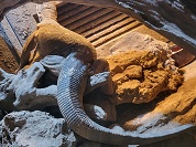 ノドジロオオトカゲ（アフリカンロックモニター）