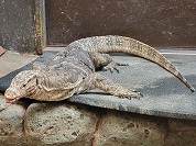 ミズオオトカゲ