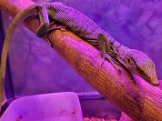 ミドリホソオオトカゲ（エメラルドツリーモニター）