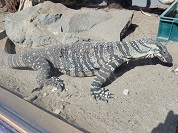 レースオオトカゲ（レースモニター）