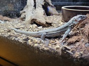 グランカナリアカナヘビ