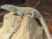 ジャヤカーオマーンカナヘビ