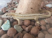 ニホンカナヘビ