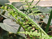 ミヤコカナヘビ