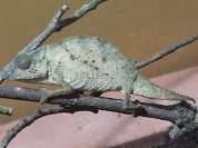 ウサンバラコノハカメレオン