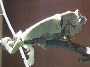 ウスタレカメレオン