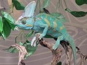 エボシカメレオン