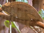 エリオットカメレオン