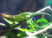 ジャクソンカメレオン