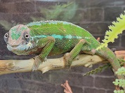 パンサーカメレオン