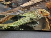 ガイアナカイマントカゲ（ギアナカイマントカゲ）