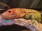 カイマントカゲ