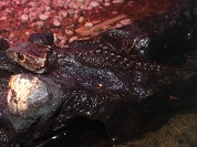 アカメカブトトカゲ