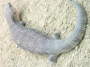 キタアオジタトカゲ