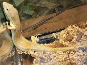 シュナイダースキンク（ベルベルトトカゲ）